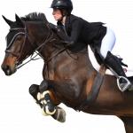 CPT Lynn Colliar Media horse Colliar Performance Therapy