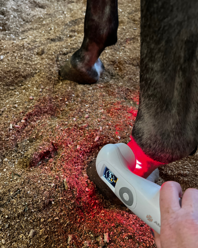 Red Laser Therapy CPT Lynn Colliar Media horse Colliar Performance Therapy